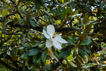 Stunning white magnolia flower in full bloom, surrounded by lush green leaves against clear blue sky. Magnolias grow in public park 