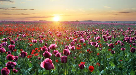 Gardinen Mohnblumen Beautiful poppy field during sunrise  © TTstudio
