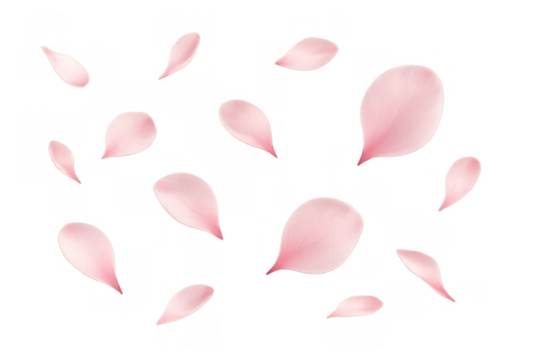 Pink flower petals falling and fluttering, symbolizing spring, renewal, romance, and ephemeral beauty on a transparent background