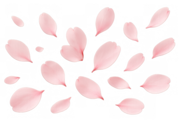 Falling pink cherry blossom petals on transparent background creating soft delicate spring floral overlay design
