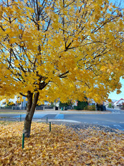 yellow maple tree. Bright yellow leaves. Autumn season. Maribor. Slovenia. Europe