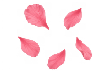 Pink flower petals falling creating a romantic floral background isolated on transparent background for spring designs