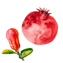 Pomegranate, hand-drawn watercolor illustration. Pomegranate fruits, pomegranate seeds, leaves, and flowers, hand-drawn in watercolor.