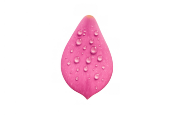 Pink flower petal collecting water drops, symbolizing freshness, purity, and nature, isolated with a transparent background