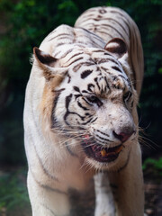 The Bengal tiger looked away with its mouth open