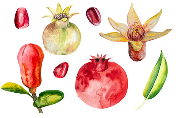 Pomegranate, hand-drawn watercolor illustration. Pomegranate fruits, pomegranate seeds, leaves, and flowers, hand-drawn in watercolor.