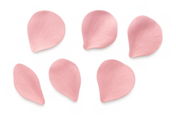 Pink sakura petals floating, delicate cherry blossom elements with transparent background, nature, romance, spring