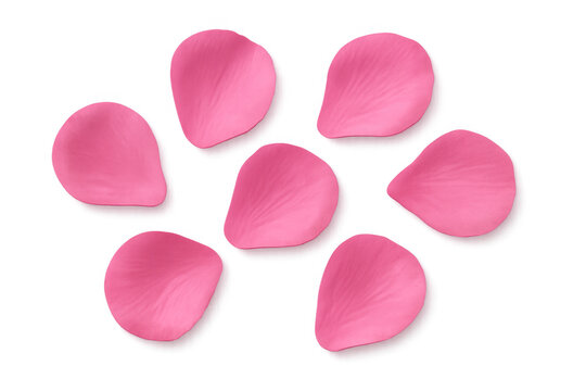 Pink rose petals falling, creating a romantic celebration and love shower on transparent background