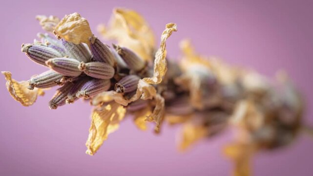 Dried lavender flower bud captured in extreme macro close up perspective with soft pastel background blur, botanical organic herbal detail concept symbolizing aromatherapy fragrance calmness relaxatio
