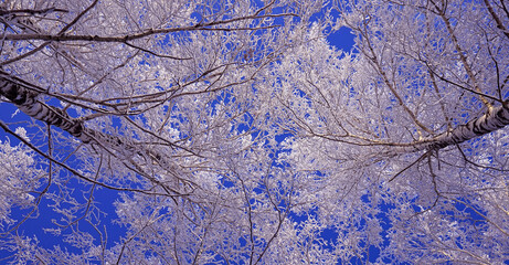 snow covered branches