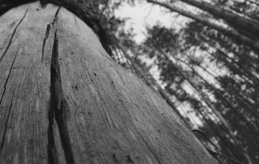 wood texture background