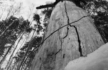 cross section of tree