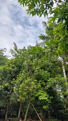 Natural garden with tall tree, plants, and green views