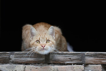 Alert Ginger Cat in Hunting Pose