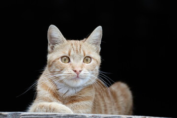 Orange Tabby Cat Posing Against Black Background