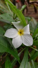 Obraz premium beautiful white, red, and yellow flowers in the garden 