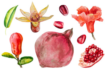 Pomegranate, hand-drawn watercolor illustration. Pomegranate fruits, pomegranate seeds, leaves, and flowers, hand-drawn in watercolor.