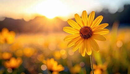 A single yellow daisy stands out in a field of flowers bathed in the warm glow of a sunset, creating a serene and beautiful natural scene.