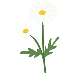 Two White Daisy Flowers With Yellow Centers and Green Stems and Leaves Isolated On A Transparent Background