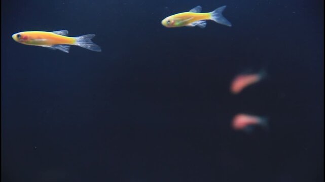 Vibrant long fin danio fish swimming gracefully in a clear tank under dim lighting showcasing their flowing fins and shimmering hues