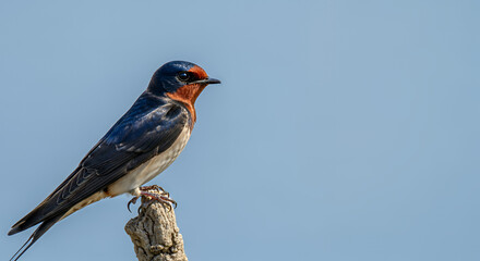 Capture the essence of nature with this barn swallow perched against a serene sky. Perfect for educational materials, conservation campaigns, and wildlife projects.