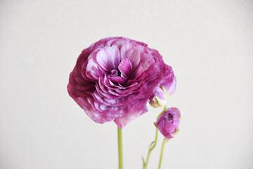 紫のラナンキュラス