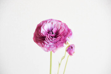 紫のラナンキュラス