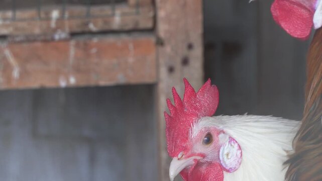 Contrasting Close-up of Pure White Rooster and Brown Rooster with Red Combs