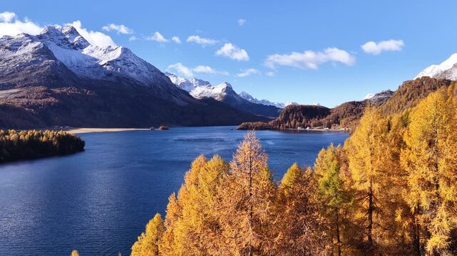 Low aerial view of Lake Sils in the Engadin Valley, Switzerland. A central island of golden larches sits on deep blue water, framed by snow-covered mountain peaks. Scenic nature footage.
