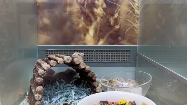 Alert Mongolian Gerbil Standing Upright in Cage with Wooden Tunnel and Bedding in Naturalistic Enclosure
