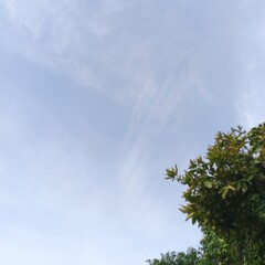 Obraz premium sky and tree