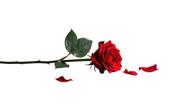 A singular crimson rose laying down, with scattered petals on a stark black backdrop