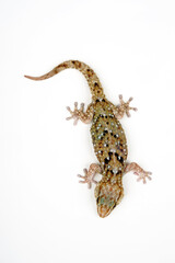 Naklejka premium Turner’s (Thick-toed) Gecko // Turners Dickfingergecko (Chondrodactylus turneri)
