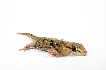 Turner’s (Thick-toed) Gecko // Turners Dickfingergecko (Chondrodactylus turneri)