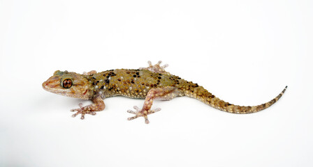 Turner’s (Thick-toed) Gecko // Turners Dickfingergecko (Chondrodactylus turneri)