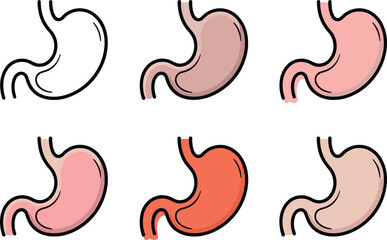 Human stomach anatomy vector set showing digestive organ structure, medical illustration of gastric system, healthcare education diagram collection for biology