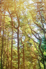 Pine trunks in a summer forest. The branches are whimsically curved. Sunlight with yellow and orange hues.