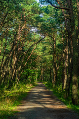 A road in the forest. A well-trodden path between the trees. A view of a passage in a summer park.
