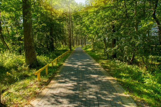 A paved path in the park. A walking and cycling trail through the trees.
