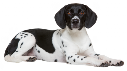 Black and white dog spotted fur short hair lying down relaxed attentive expression domestic pet medium size isolated on transparency background