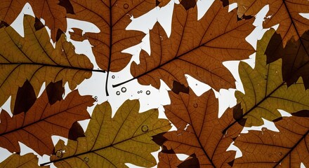 Close up of autumn oak leaves with water droplets on a bright background.