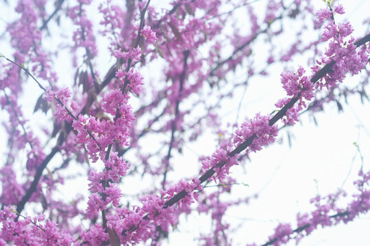 Bright pink flowers growing on a branch. The tree gradually blossoms in spring with beautiful inflorescences. Eastern redbud during flowering.