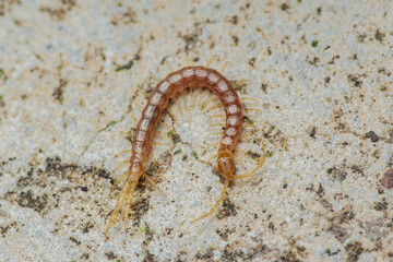 Centipede crawling on concrete surface in garden