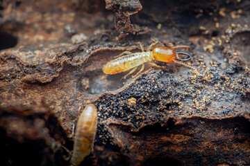 Soldier termite protecting expanding colony in wooden nest