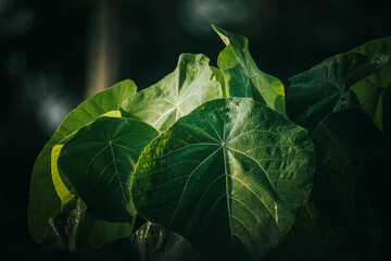 Lush green leaves with sunlight creating natural patterns