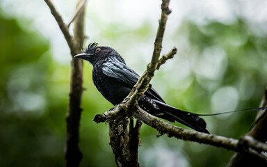 Crested drongo bird perching on tree branch