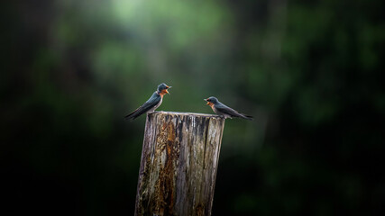 Barn swallows communicating on wooden post