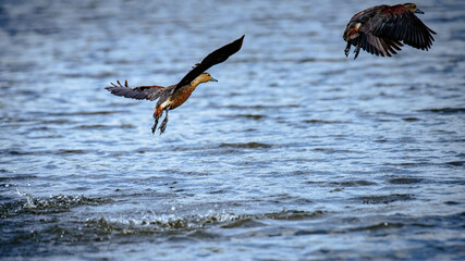 Fulvous whistling ducks taking flight from water