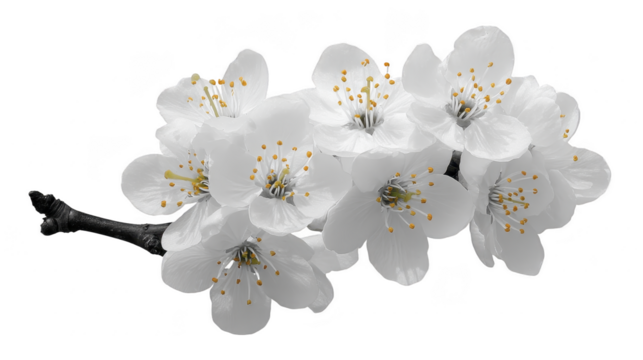White cherry blossom flower cluster with delicate petals and yellow stamens on branch, symbolizing purity and renewal, isolated on transparent background