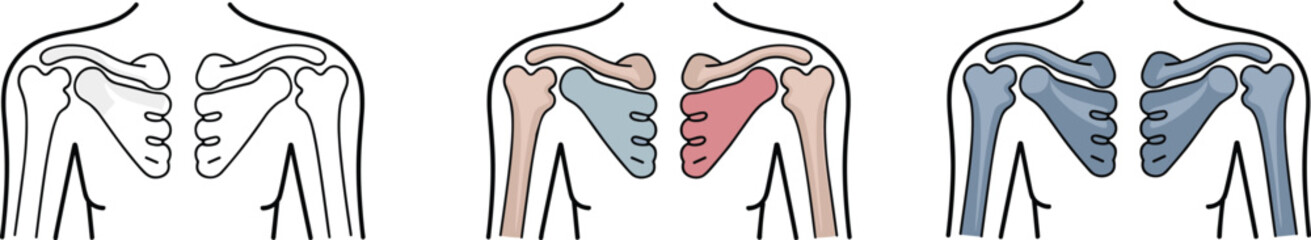 Shoulder joint anatomy illustration showing scapula and clavicle structure, detailed orthopedic diagram for medical education, skeletal system reference drawing